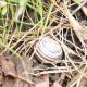 escargot anyone?