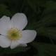 just another flower