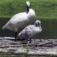 Swan Garden5