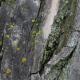 lichen