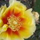  Cactus flower