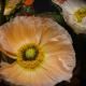 pavots