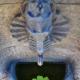 water lettuce in the fountain