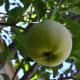apple tree