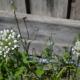 green onion flowers