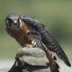 bird of pray