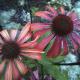 échinacea