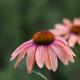 echinacea+ants