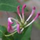 honeysuckle