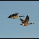 Birds of a Feather
