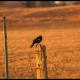 Bird Day