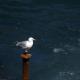 Sea Gull