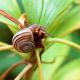 Merlin's Hollow Snail