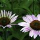 Two Flowers