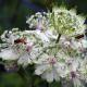 Flowers & Insects