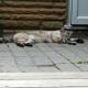 Sleeping Cat
