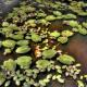 Water Lillies Potential