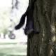 Squirrel on Tree